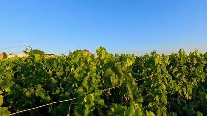 Obraz premium Lush Green Vineyard Rows Under Clear Blue Sky in Bordeaux France