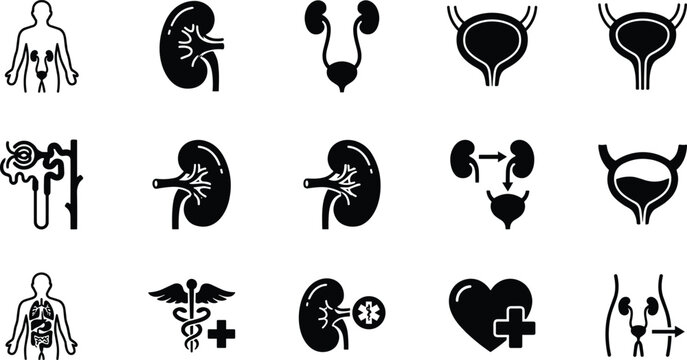 Set of vector icons related to the human urinary system, including kidneys, bladder, nephron, and medical symbols