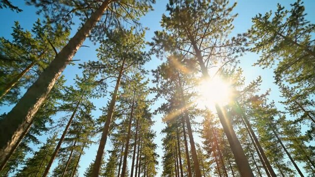 Sunlight filters through tall pine trees in a forest on a clear day