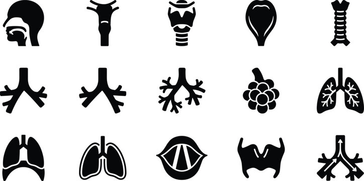 Set of respiratory system icons, human anatomy, lungs, trachea, bronchi, alveoli, throat, larynx, vector illustration