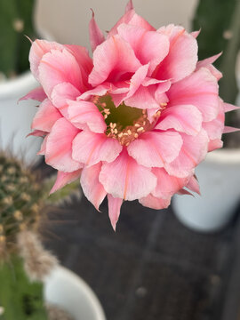 Close up of blooming pink Lobivia hybrid cactus flower with soft petals.