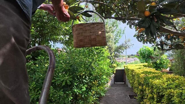 Older man picking loquats with a basket, 4K  slow motion