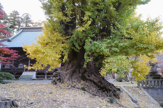 日本：岩殿観音 正法寺／紅葉した樹齢700年の大イチョウ／埼玉県東松山市・12月
