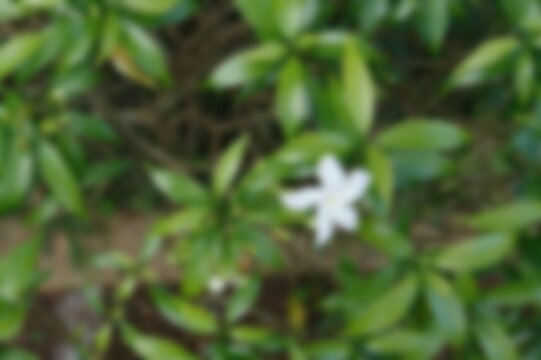 Blurred of Green Leaves at House Garden