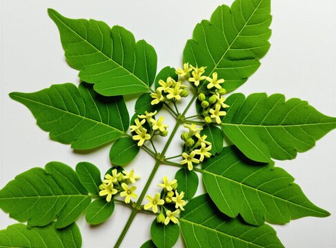 Fresh Gymnema inodorum plant branch with vibrant green leaves, small yellow flowers on white background. Tropical medicinal herb used in natural diabetes treatment. Botanical macro shot of healthy