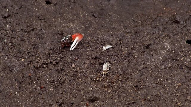 Fiddler Crabs Feeding on Mudflat Inside Tropical Mangrove Forest