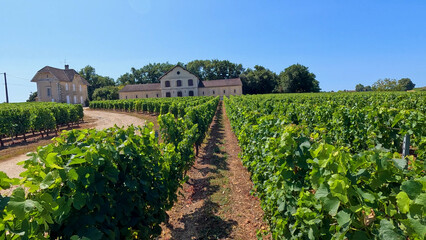 Obraz premium Lush Green Vineyard Rows with Historic Estate Buildings in Bordeaux France