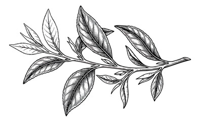 Vintage tea leaf branch vector illustration, hand drawn botanical camellia sinensis plant, black and white engraved herbal foliage element © sajida
