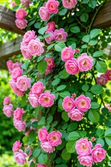 Fototapeta premium Pink roses bloom abundantly on a garden pergola. Rich green leaves surround delicate flowers climbing wooden structure. Summer garden beauty, natural floral decoration.