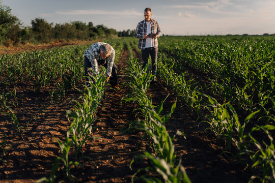 Farmers inspecting crop growth in corn field
