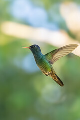 Obraz premium Rufous-tailed hummingbird hovering in bright green sunny garden with soft bokeh background, hummingbird