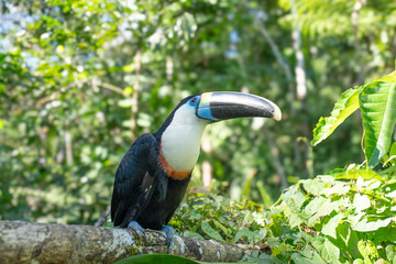 Obraz premium White-throated Toucan (Ramphastos tucanus) Perched on a Tree: A Near-passerine Bird in Ramphastidae Family