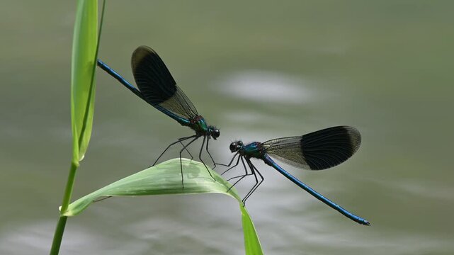 Macro footage of two rival male damselflies confronting each other on a blade of grass