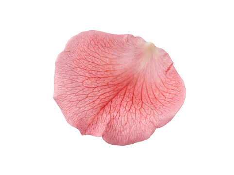 Single pink rose petal with visible veins isolated on transparent background