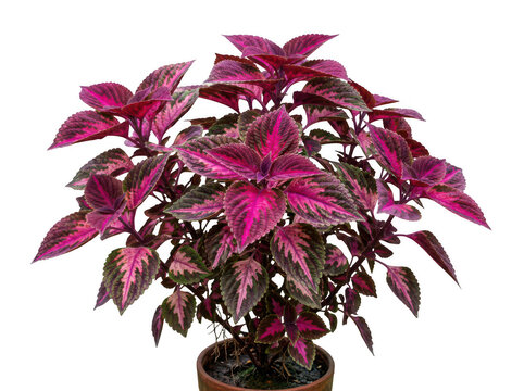 Coleus plant with vibrant purple and green leaves isolated on transparent background