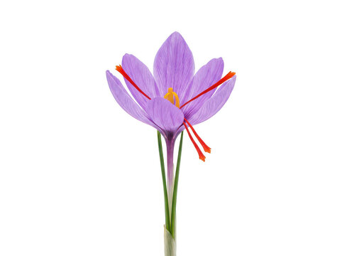 Saffron crocus flower isolated on transparent background