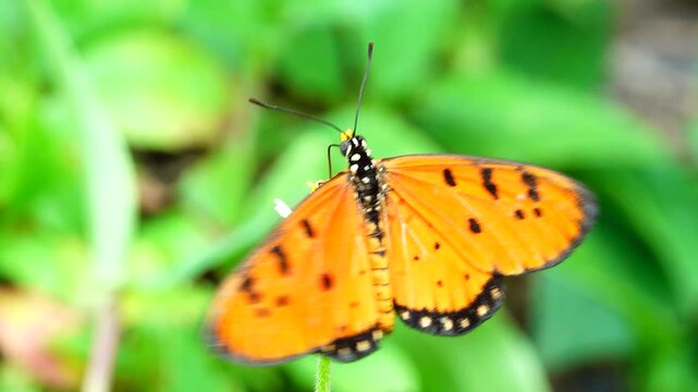 A beautiful Tawny Coster butterfly collecting nectar from a small wildflower against a soft, blurry green grass