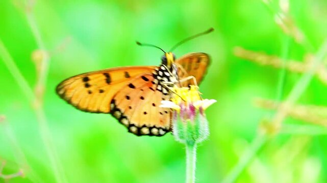 A beautiful Tawny Coster butterfly collecting nectar from a small wildflower against a soft, blurry green grass