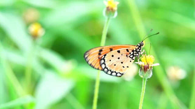 Macro view of an orange Tawny Coster butterfly perched on a tiny flower in a lush green meadow, showcasing