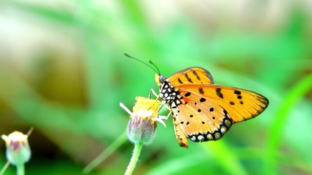 Macro view of an orange Tawny Coster butterfly perched on a tiny flower in a lush green meadow, showcasing