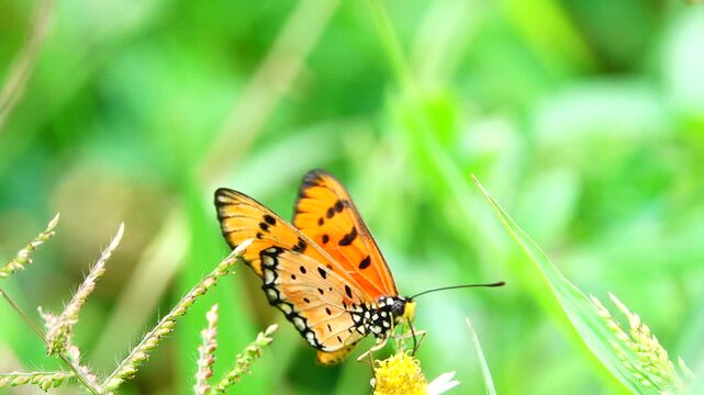 A beautiful Tawny Coster butterfly collecting nectar from a small wildflower against a soft, blurry green grass
