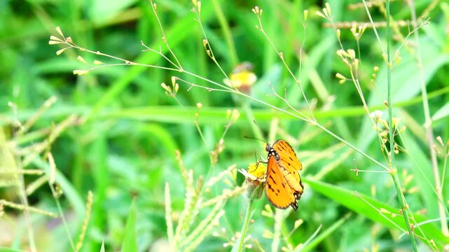 A beautiful Tawny Coster butterfly collecting nectar from a small wildflower against a soft, blurry green grass
