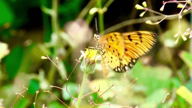 A beautiful Tawny Coster butterfly collecting nectar from a small wildflower against a soft, blurry green grass