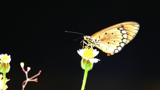 A beautiful Tawny Coster butterfly collecting nectar from a small wildflower against a soft, blurry green grass