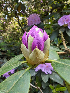 Beautiful violet rhododendron bud with green leaves close up on a blurred background.