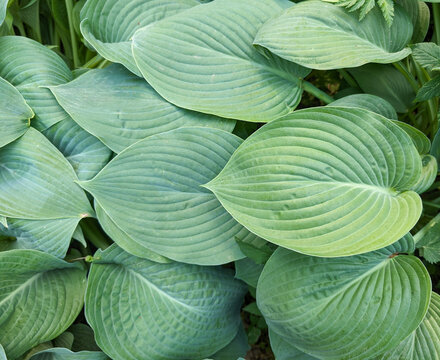Background of large  hosta sieboldiana leaves. Natural texture
