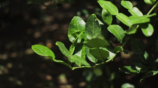 Warm sunlight filtering through leech lime tree. Branches and green leaves gently moving in the breeze.