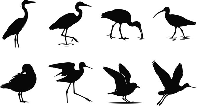 Collection of water bird silhouette vectors featuring heron ibis shorebird gull and wading bird poses for wildlife design projects
