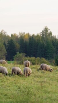 Vertical video of flock of sheep grazing in green agricultural meadow with background forest at sunset. Autumn view in countryside landscape.