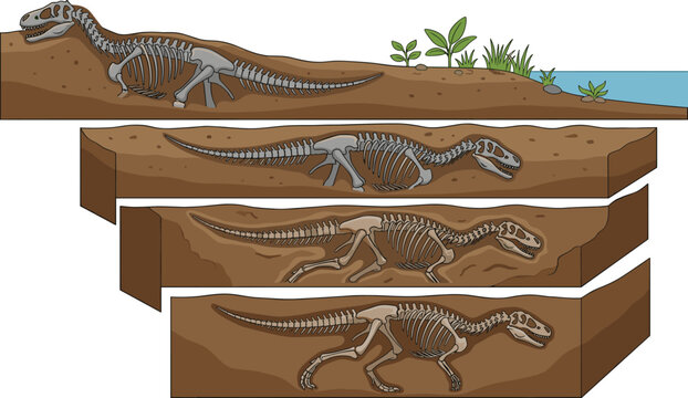 Dinosaur Fossilization Process Diagram Vector Illustration Showing Skeleton Burying in Soil Strata Layers for Science Education, History, and Paleontology Infographic Designs