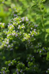 Fototapeta premium oragano blooming in a garden, Origanum vulgare