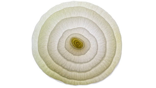 Translucent onion slice with concentric rings, isolated on transparent background