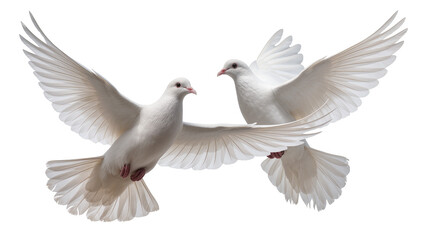 Two white doves with spread wings flying, isolated on transparent background © Sorin