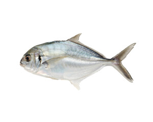 Obraz premium Side view of a silver pomfret fish with iridescent scales and detailed fins isolated on a black background for scientific study and biological illustration