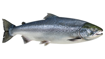 Obraz premium Whole Atlantic salmon fish with dark spots, isolated on transparent background