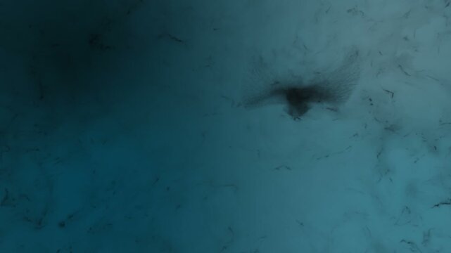 Concept animation featuring two birds wandering through a dark realm or afterlife. 3d animation built from particles