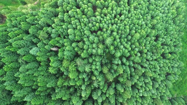 Drone top-down bird's-eye view rotating slowly over a dense, vibrant green pine and spruce forest canopy in summer.
