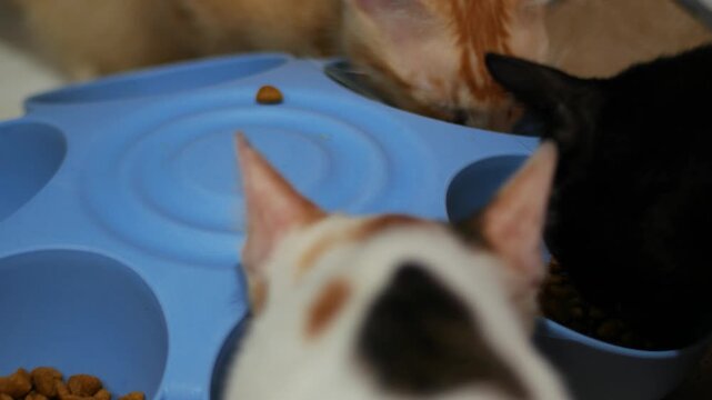 Multiple Cats Eating Dry Food From Shared Feeding Bowls, Daily Pet Care Routine