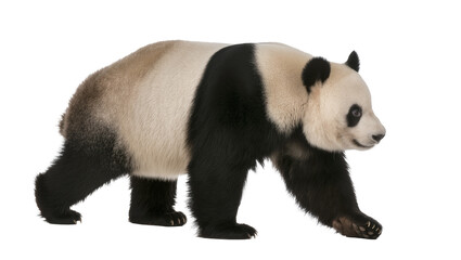 Giant panda walking, isolated on transparent background © Aliona