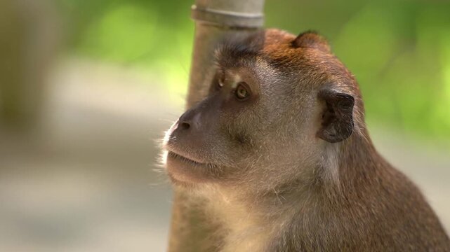 A tight close-up shot focusing on the profile of a wild long-tailed macaque leaning against a pole, opening its mouth wide to reveal its long, sharp teeth during a big yawn.