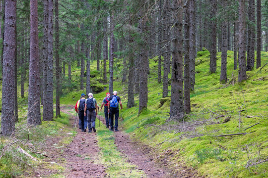 Group of men walking on a dirt road in a spruce forest