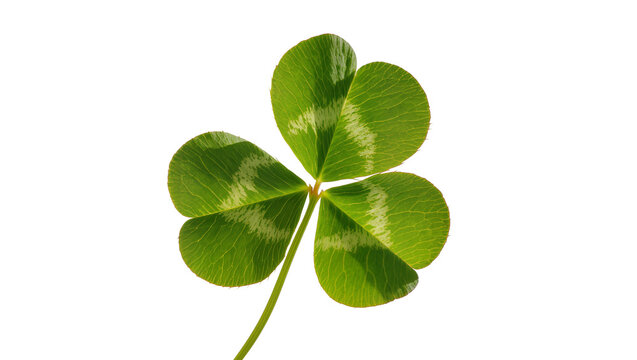 Three-leaf green clover with light green markings, isolated on transparent background