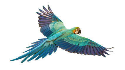 Blue and green macaw parrot flying with wings spread, isolated on transparent background © Aliona