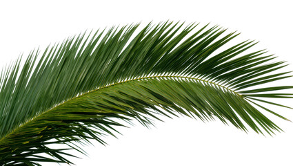 Fototapeta premium Vibrant green palm frond with sharp pointed leaves, isolated on transparent background