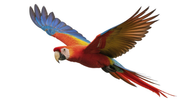 Scarlet macaw parrot with vibrant red yellow and blue plumage, flying isolated on transparent background