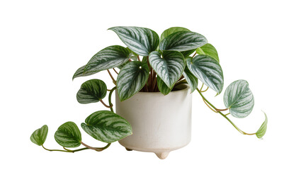 Potted Philodendron Silver Cloud plant with patterned leaves, isolated on transparent background © Sorin